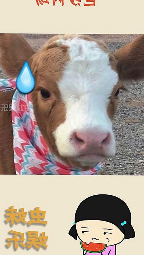 探索蘑菇视频免费版的多元体验：最新资源推荐