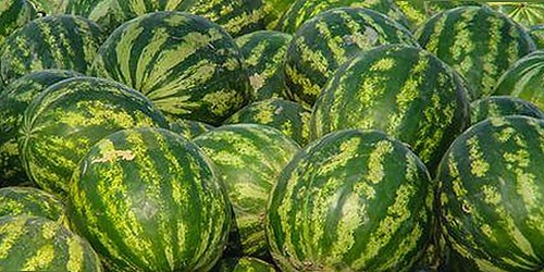 探秘蘑菇视频官方版：最新版本的亮点与资源推荐