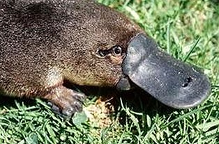 关于jm天堂安装包下载的最新动态与选择指南