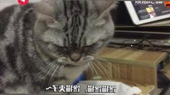 最新上线的免费黄色官方免费版引发热议，隐私曝光成为焦点