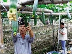 探索“91香蕉视频官方版免费版”的最新动态与相关内容