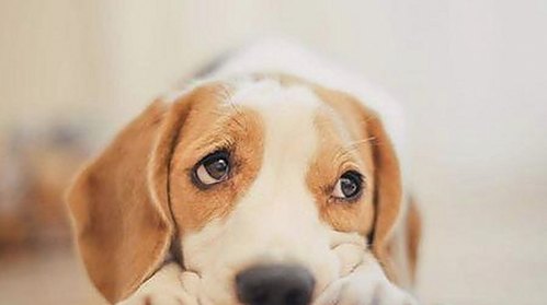 最新国产mv免费观看高清电视剧在线观看官方版，畅享优质视听体验