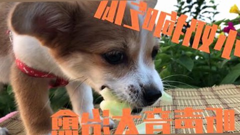 最新ae做片段视频与免费版：探索创作工具的现状与趋势