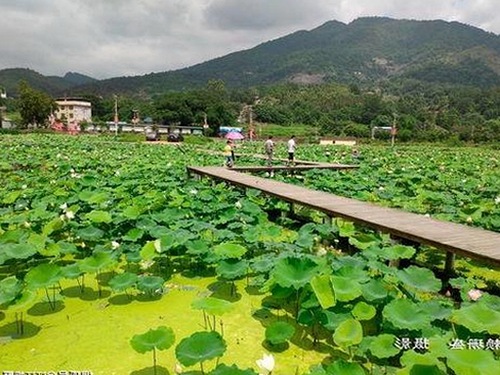 黑料吃瓜免费版官方版：揭示吉林市娱乐圈新动态
