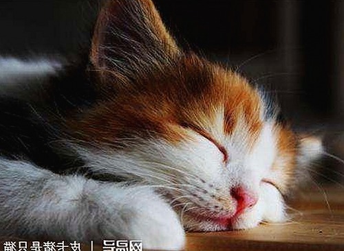 随州市用户关注：黄色软件下载免费版使用体验与最新资源推荐