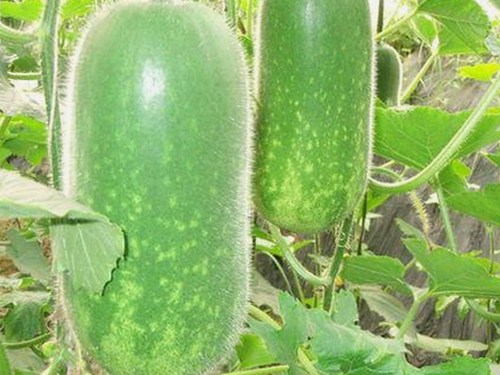 最新上线：男🍌❌女🍑摸🐻香蕉成人网站官方版下载引领成人娱乐新趋势