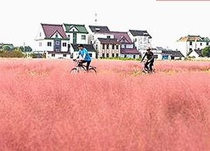 最新消息：91秀安卓版在无锡市正式上线，内容丰富多样