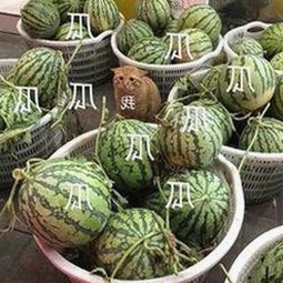 关于高清乱码🔞❌♋毛片官方版的详细介绍与现状分析