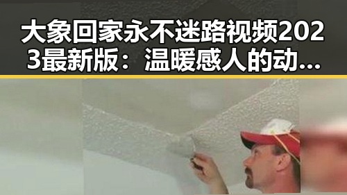 大象回家永不迷路视频2023最新版：温暖感人的动物归巢故事